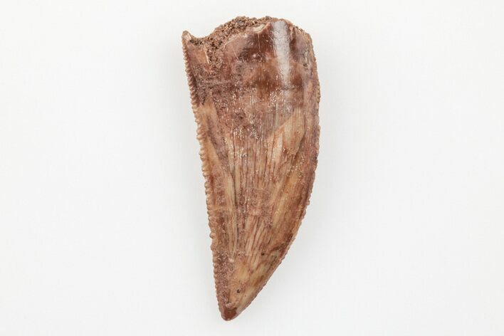 Serrated, Raptor Tooth - Real Dinosaur Tooth #203454